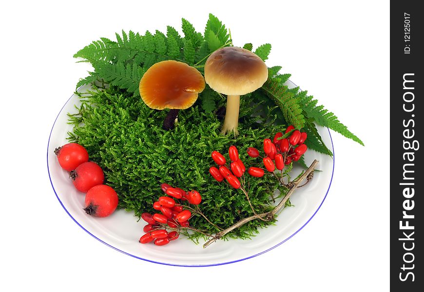 Decorative composition with mushrooms, a green wood moss, red berries of a barberry and a hawthorn. Isolated on white. Decorative composition with mushrooms, a green wood moss, red berries of a barberry and a hawthorn. Isolated on white.