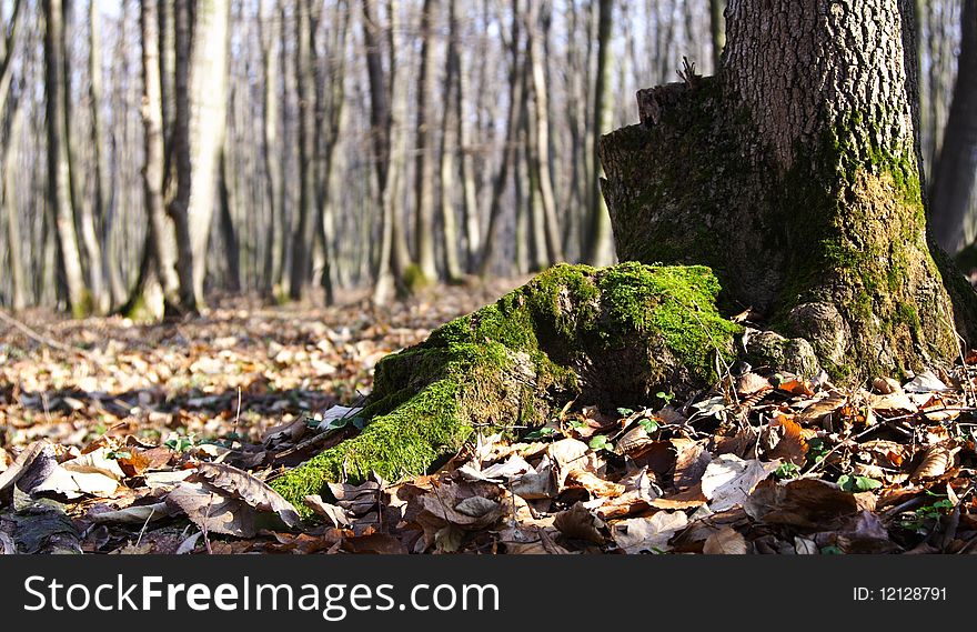 Green roots in november in a forest near Bucharest