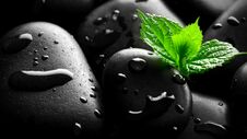 Wet Pebbles With Sprout Background Stock Images Wet Pebbles With Sprout Background Stock Images