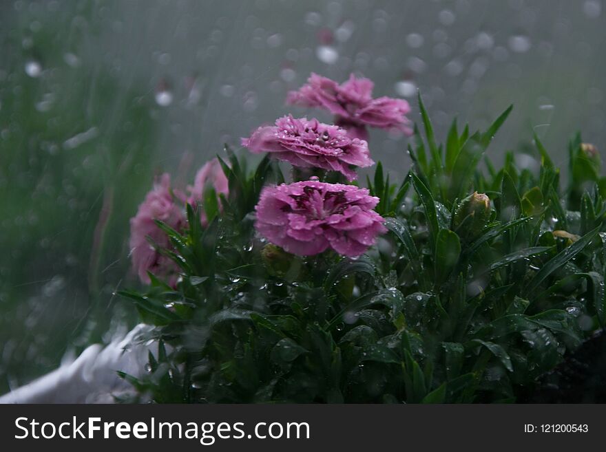 Rainy weather, water drop on the window, wet carnation flower in background outside
