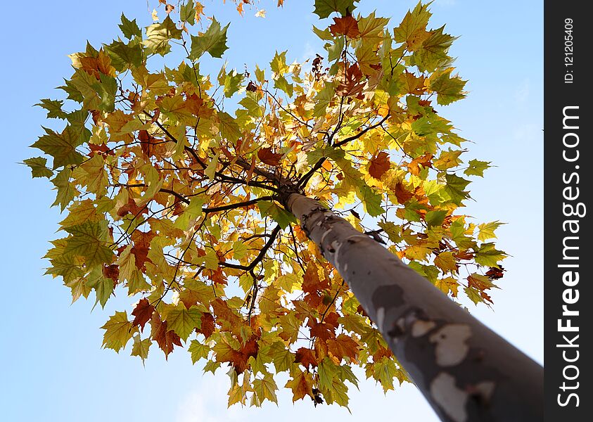 A tree with different colorful leaves in fall.the tree is high and the sky is blue. It is a harvest time.