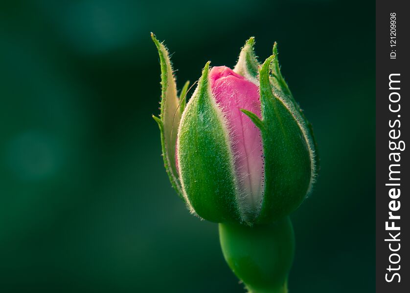 Close up view of a rose flower bud with green blurred background.