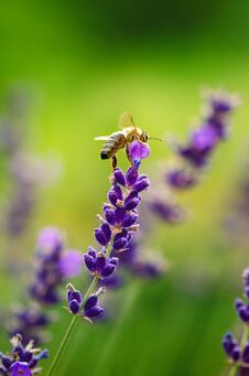 Honey Bee On A Lavender And Collecting Polen. Flying Honeybee. One Bee Flying During Sunshine Day. Insect. Lavenders Field With Be Stock Photography