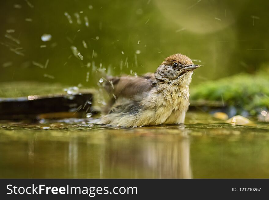 Eurasian Blackcap - Sylvia atricapilla, inconspicuous brown song bird from European forests and woodlands.