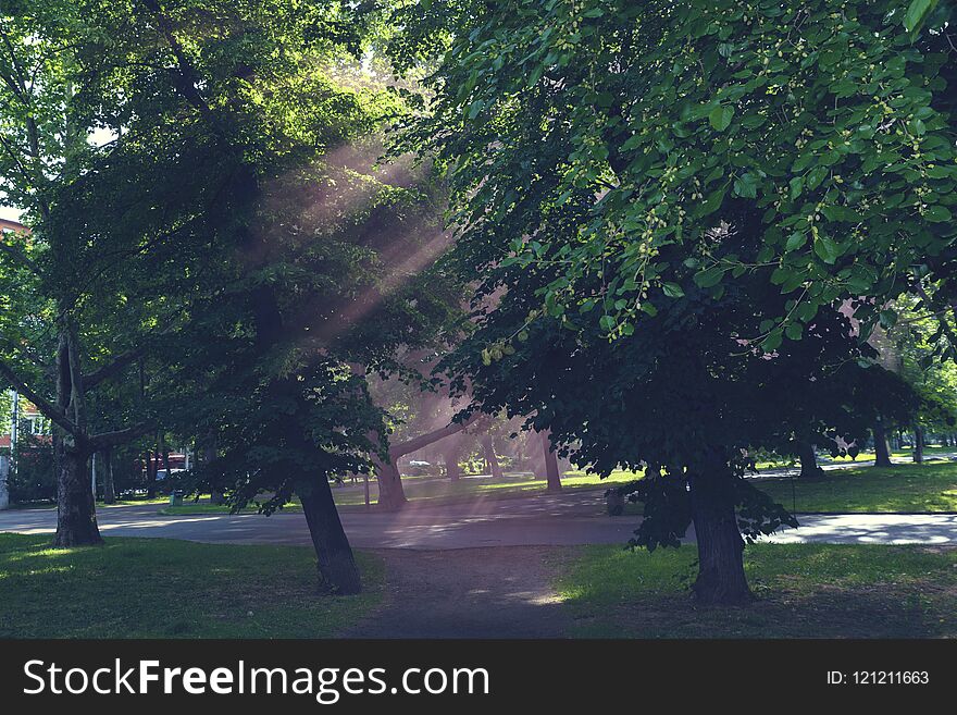 Green trees in a park and red sunny rays Horizontal image