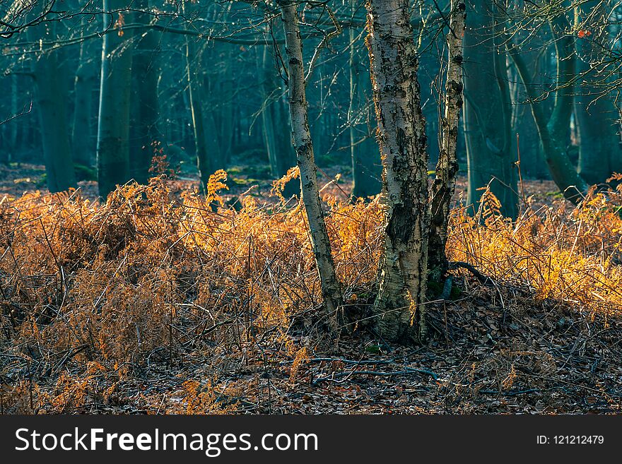 Coastal forest with grass in Graal Mueritz, Germany.