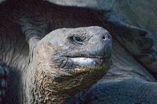 Giant Tortoise In The Galapagos Islands Stock Photos
