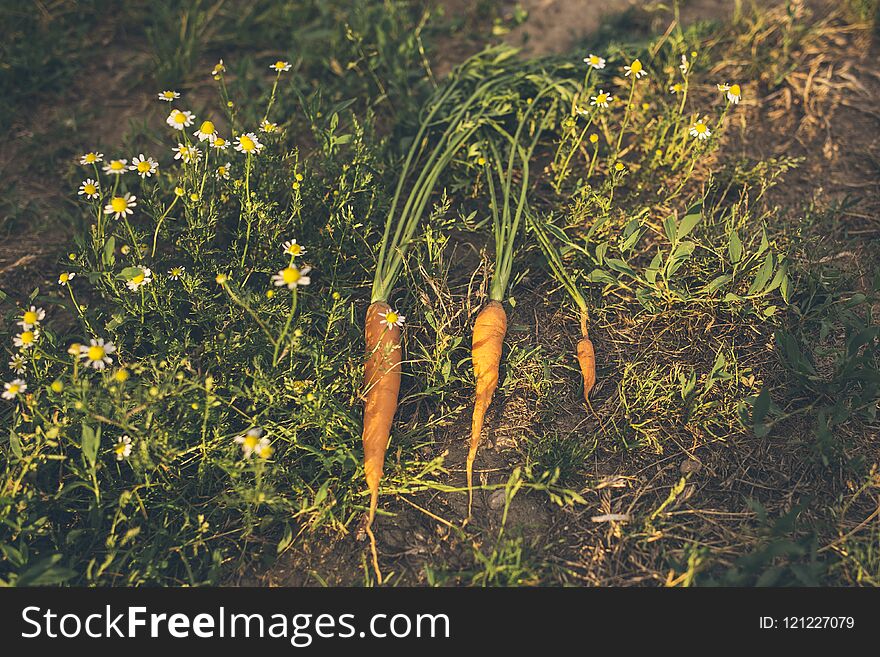 Homegrown produce: freshly harvested carrots in the backyard garden on a sunny day. Homegrown produce: freshly harvested carrots in the backyard garden on a sunny day.