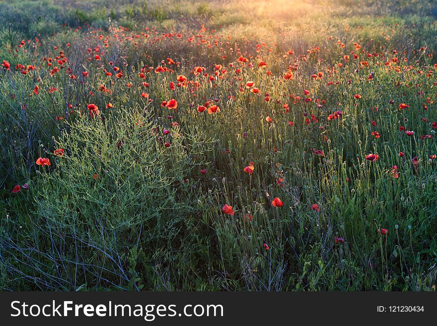 Scenic view with poppy field in blossom. Scenic view with poppy field in blossom