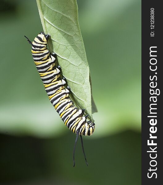 Monarch butterfly caterpillar with black, yellow, and white stripes is feeding on a green leaf against a light and dark green background. Monarch butterfly caterpillar with black, yellow, and white stripes is feeding on a green leaf against a light and dark green background.