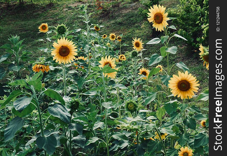 Korea`s sunflower flower landscape