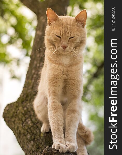 Red cat sitting on a tree in spring day