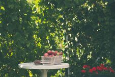 Basket Full Of Fresh Organic Apple Is Standing On A Table In Garden Royalty Free Stock Photography