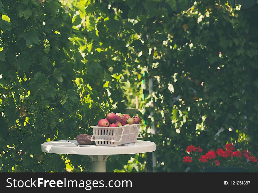 Basket full of fresh organic apple is standing on a table in garden