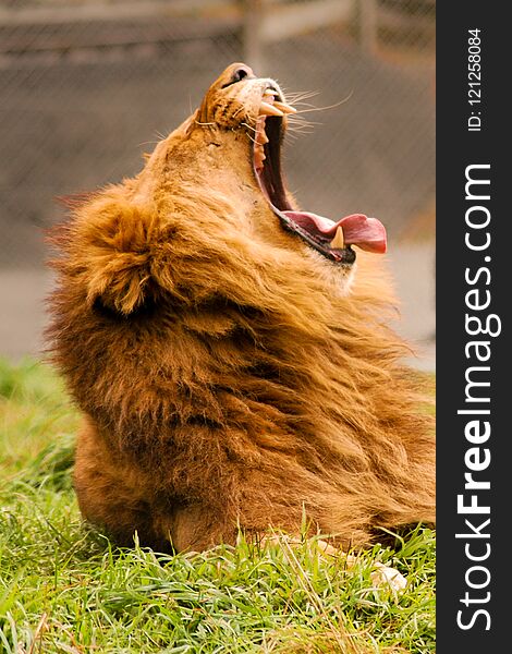 A male lion lying in the grass yawning. A male lion lying in the grass yawning