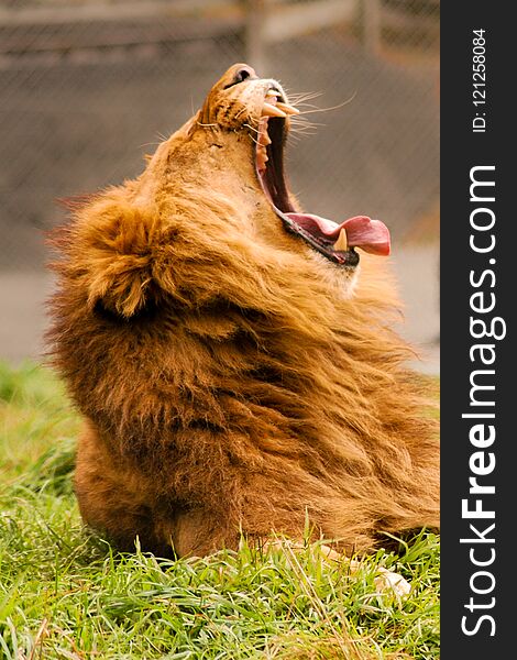 A Male Lion Yawning