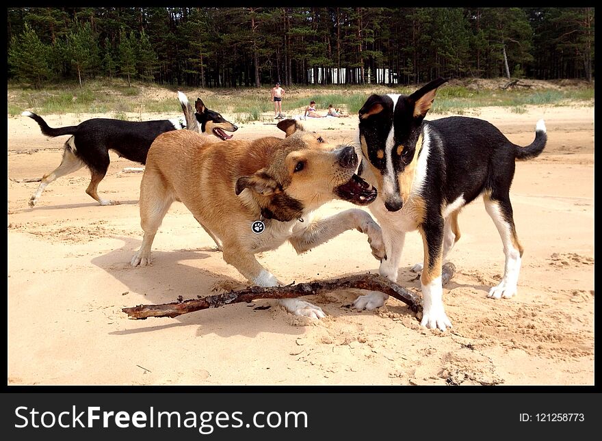 Adult dog playing with the puppy on a beach. Adult dog playing with the puppy on a beach.