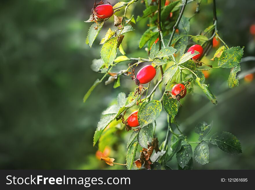 Berries of ripe dog-rose on a bush on a blurry background_