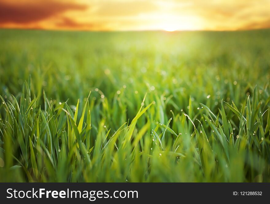 Young green grass with dew drops in field