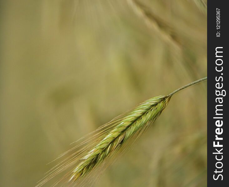 Barley NYS farm crop used for livestock and craft beverages