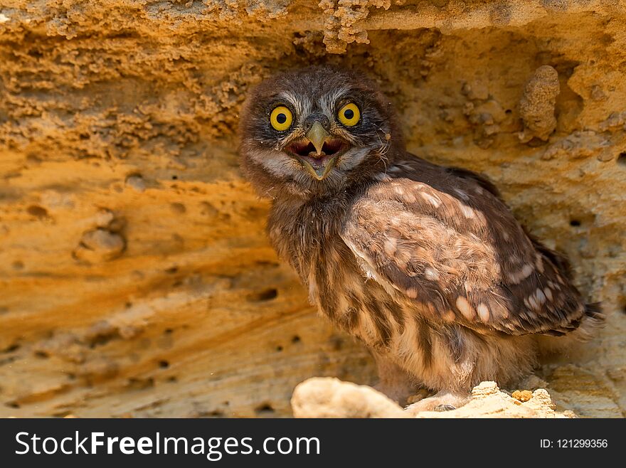 Little owl or Athene noctua sits on rock next to its hole. Little owl or Athene noctua sits on rock next to its hole