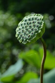 Lotus Flowers Stock Images