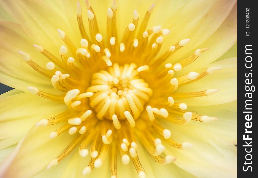 Close Up Of Yellow Lotus Flower