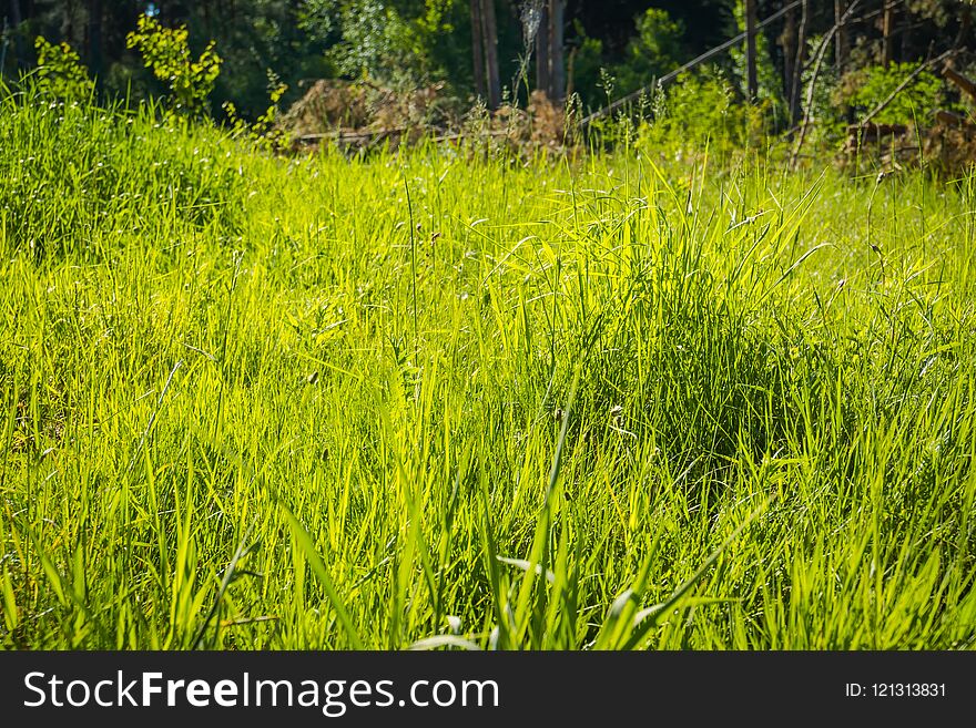 Green Grass In The Park