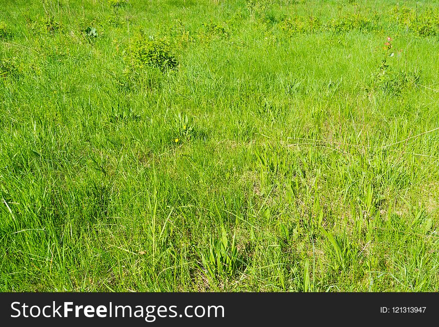 Close up of green grass in the city park natural background. Close up of green grass in the city park natural background.