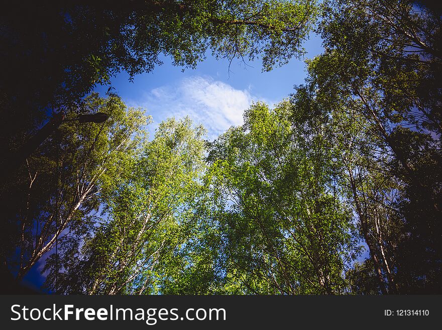 Green Trees In Summer Park Retro