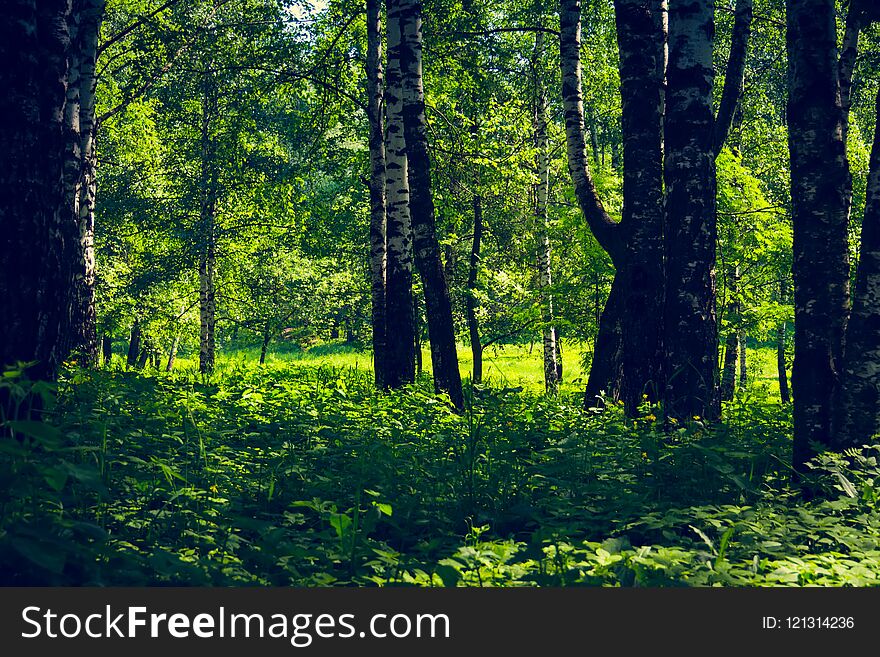 Green Trees In Summer Park Retro