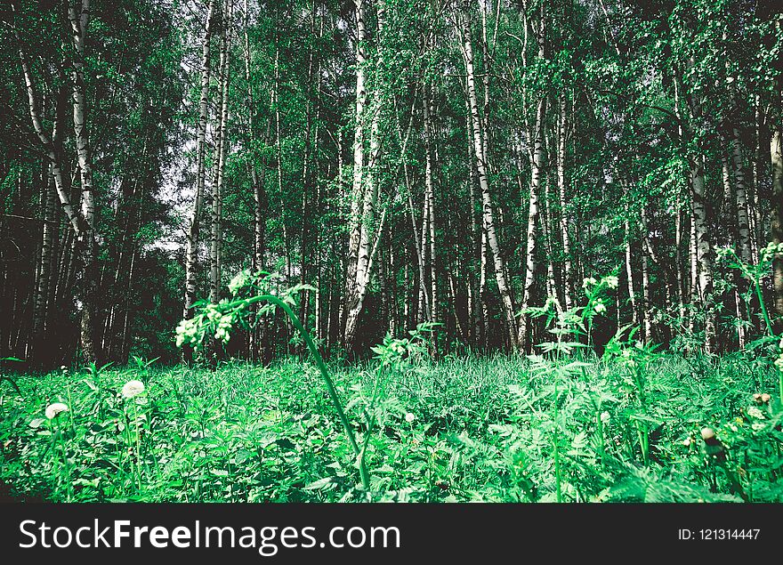 Green Trees In Summer Park Retro