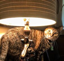 Kitty Behind The Lamp Royalty Free Stock Image