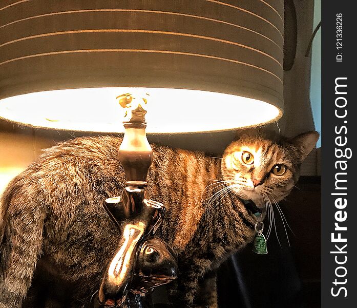 Kitty behind the lamp