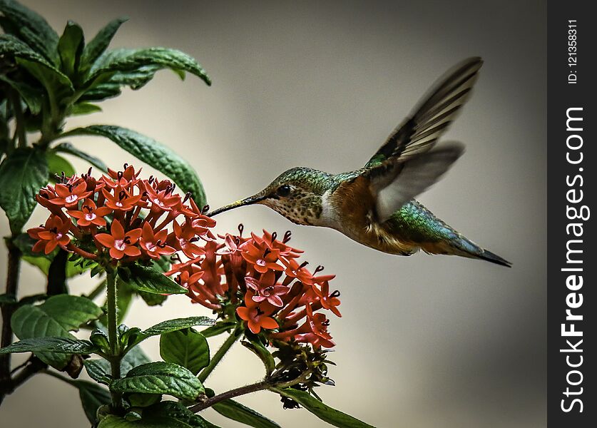 Ruby throated humming bird hovering near bright red plants. Ruby throated humming bird hovering near bright red plants