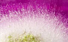 Frozen Flora Abstract Royalty Free Stock Photography