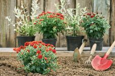 Garden Flowers For Planting And Garden Tools Stock Image