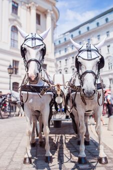 Traditional Horse Coach Fiaker In Vienna Austria Royalty Free Stock Images Traditional Horse Coach Fiaker In Vienna Austria Royalty Free Stock Images