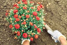 Girl`s Hands Planting A Bush Of Red Flowers To A Ground Royalty Free Stock Image