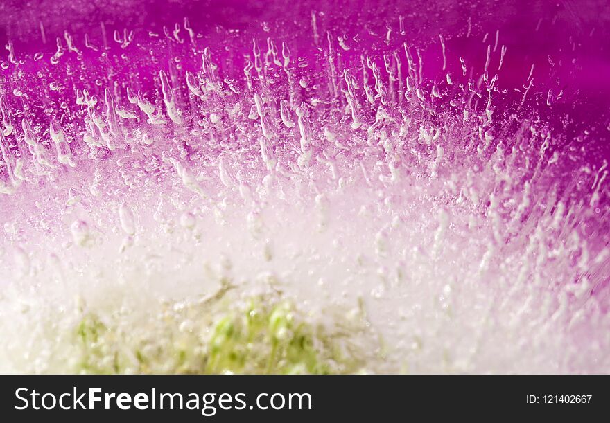 Frozen flora abstract macro natural background with wild leek inflorescence frozen into a block of ice