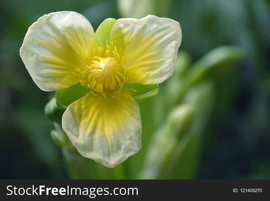 Yellow Velvetleaf Flower, Limnocharis Sp.