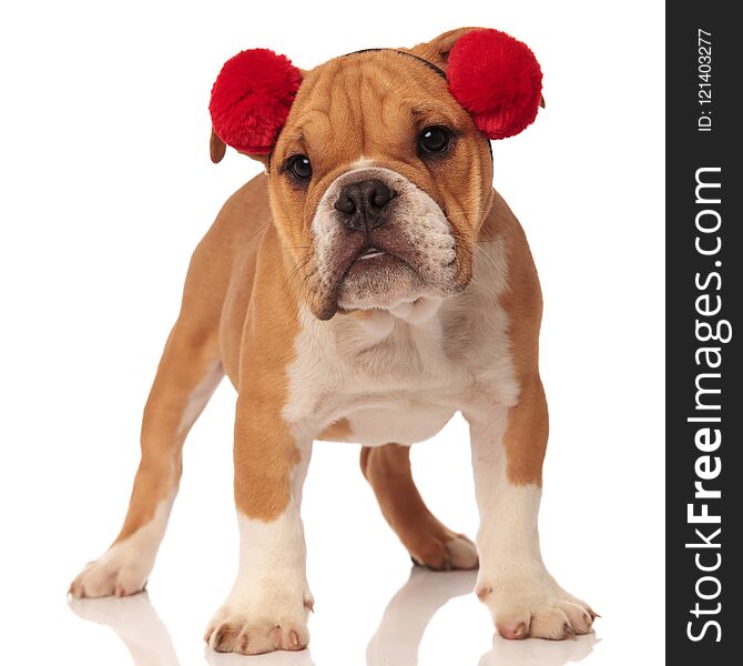 Cute english bulldog with red earmuffs standing