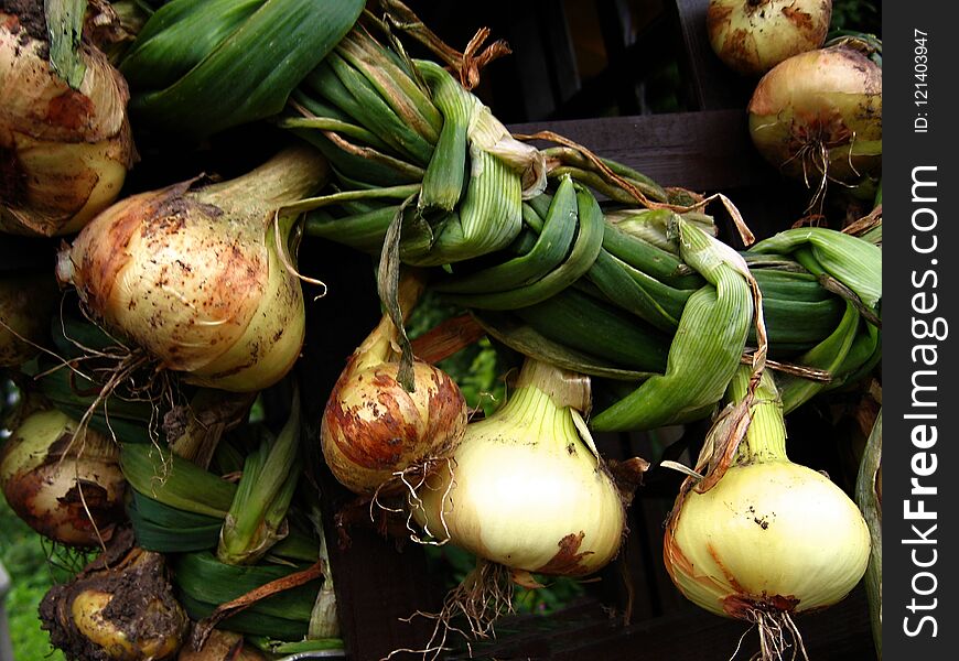 Harvest of onion on the ground