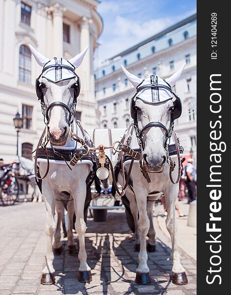 Pair of white horses and carriage on the street in Vienna, Austria. Pair of white horses and carriage on the street in Vienna, Austria