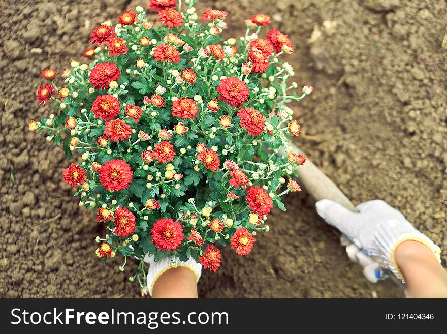 Girl`s hands planting a bush of red flowers to a ground in the garden