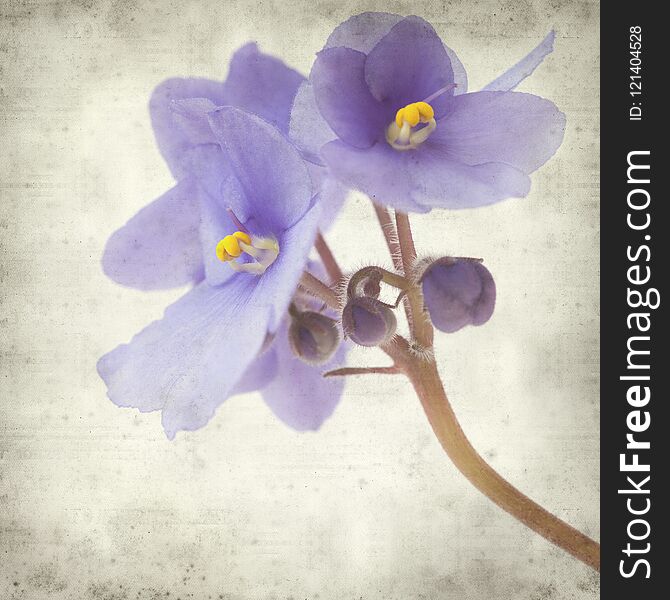 Textured old paper background with blue african violet flowers