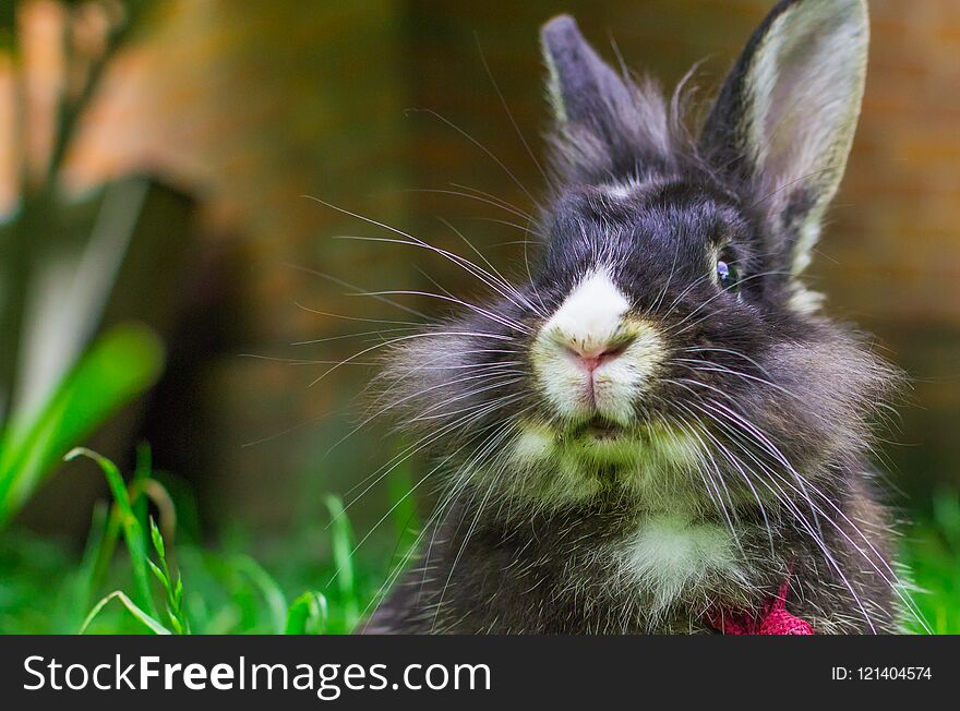 Portrait Of A Rabbit In The Grass