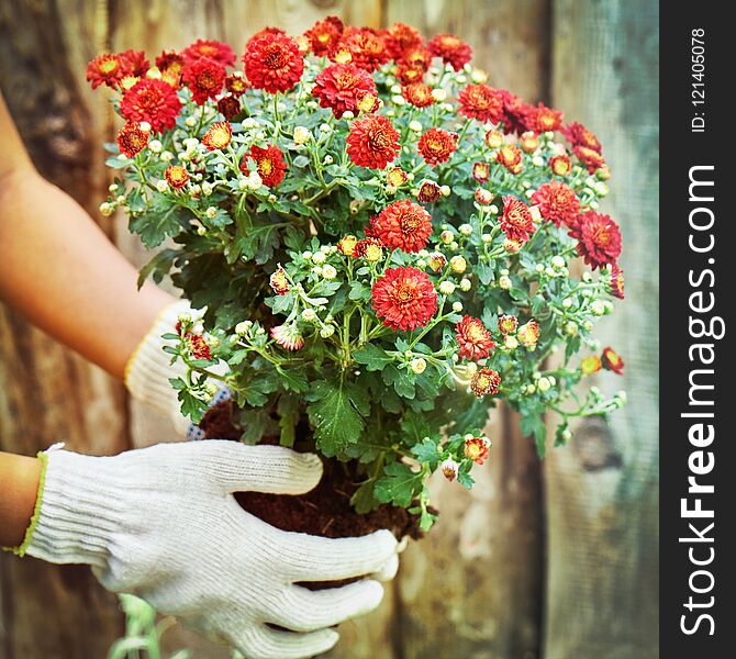 Girl wearing protective gloves holding a bush of a red chrysanthemum ready to plant to the ground