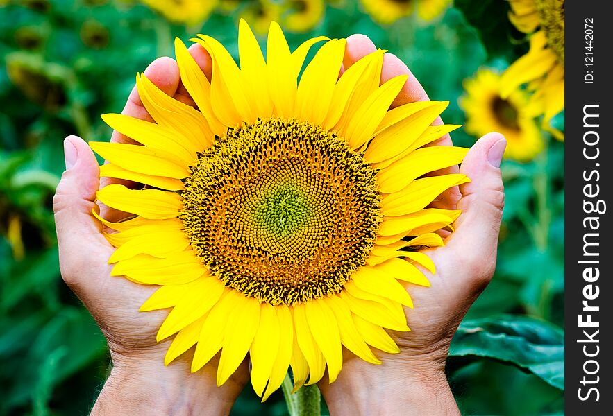 Yellow bright blooming sunflower in the man`s palms against the background of the green field