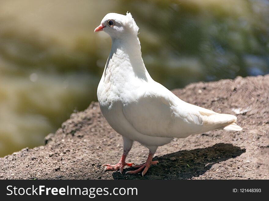 Beautiful White Pigeon Posing On Ground And Blurred Background